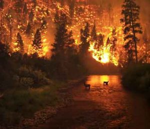 گرم‌شدن کره زمین و آتش‌سوزی جنگل‌ها